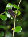 Yellow brown large bug, tropical beetles with yellow orange dots