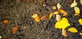 Yellow and brown leaves falling to wet rough concrete floor after raining at park