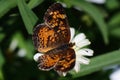 Yellow and brown moth with white flower Royalty Free Stock Photo