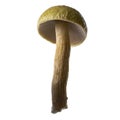 Yellow-brown mushroom, Wild mushroom isolated on white background, with clipping path Royalty Free Stock Photo