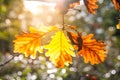 Yellow and Brown Oak Leaves in Green Forest at Fall Royalty Free Stock Photo