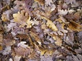 Yellow, brown and orange oak tree leaves. Fall autumn. Dry leaves. Royalty Free Stock Photo