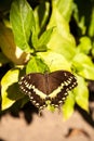 Yellow and brown Palamedes swallowtail butterfly Pterourus palamedes Royalty Free Stock Photo