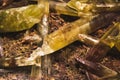 Yellow and brown quartz crystal shards Royalty Free Stock Photo