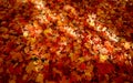 Yellow, brown and red maple leaves. Falling all over the ground. Royalty Free Stock Photo