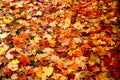 Yellow, brown and red maple leaves. Falling all over the ground. Royalty Free Stock Photo