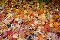 Yellow, brown and red maple leaves. Falling all over the ground. Royalty Free Stock Photo