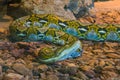 Yellow and brown reticulated python creeping over the floor, snake head in closeup, popular serpent from Asia Royalty Free Stock Photo