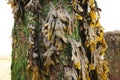 Yellow and brown seaweed attached to mossy post on dull day