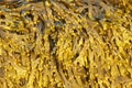 Yellow-brown seaweed Fucaceae taken close-up from a sunny day. Green algae from Irish sea. Horned Wrack Seaweed Pattern in the S