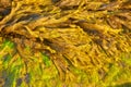 Yellow-brown seaweed Fucaceae taken close-up from a sunny day. Green algae from Irish sea. Horned Wrack Seaweed Pattern in the S