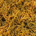 Channelled Wrack Seaweed