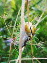 Yellow brown snail grove on the stalk Capaea nemoralis Royalty Free Stock Photo