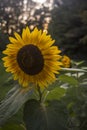 Yellow and Brown Sunflower against a Sunset Royalty Free Stock Photo