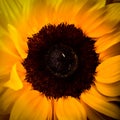 Yellow and brown Sunflower centered
