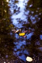 Yellow and brown tree leaves in puddle with sky reflection Royalty Free Stock Photo