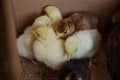 Yellow and brown daily turkey poults in a box Royalty Free Stock Photo