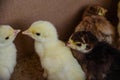 Yellow and brown daily turkey poults in a box Royalty Free Stock Photo