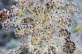 Yellow-brown umbrella of dill with black seeds Royalty Free Stock Photo