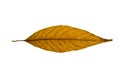 Yellow-brown willow leaf