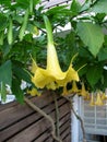 Yellow Brugmansia or Angels Trumpets flowers