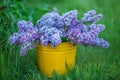 Yellow bucketof wonderfull full of delicious scent flowers lilac purple and blue colour.