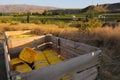 Yellow buckets ready for cherry pickers in New Zealand, orchard work, cherry picking environment