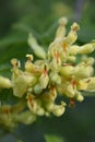 Yellow buckeye