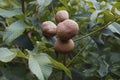 Yellow buckeye fruits