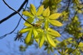 Yellow buckeye