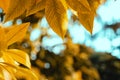 Yellow buckeye tree