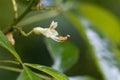 Yellow buckeye tree flower, Aesculus flava