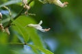 Yellow buckeye tree flower, Aesculus flava Royalty Free Stock Photo