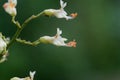 Yellow buckeye tree flower, Aesculus flava