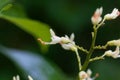 Yellow buckeye tree flower, Aesculus flava Royalty Free Stock Photo