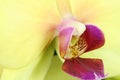 Yellow bud blooming orchid background Royalty Free Stock Photo