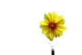 The yellow bud of a small flower is planted on a fork. Royalty Free Stock Photo