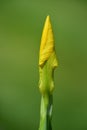 Yellow bud of a Swamp Sword Lily Iris pseudacorus
