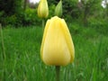 Yellow bud of a tulip Royalty Free Stock Photo