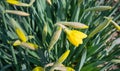 Yellow budding and blooming Narcissus plants Royalty Free Stock Photo