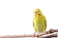 Yellow Budgerigar bird Melopsittacus undulatus Royalty Free Stock Photo