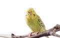 Yellow Budgerigar bird Melopsittacus undulatus. Royalty Free Stock Photo