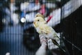 A yellow Budgerigar bird is perching on a piece of wood in the cage Royalty Free Stock Photo