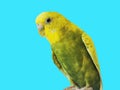 Yellow Budgerigar on blue background. Yellow budgie close up shot. Royalty Free Stock Photo