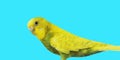 Yellow Budgerigar on blue background. Yellow budgie close up shot. Royalty Free Stock Photo