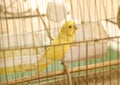 Yellow budgerigar parrot close up sits on cage Royalty Free Stock Photo