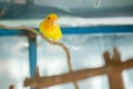 Yellow budgerigar parrot close up sits on tree branch in cage Royalty Free Stock Photo