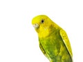 Yellow Budgerigar on white background. Yellow budgie close up shot. Royalty Free Stock Photo