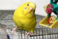 Yellow budgie