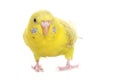 Yellow budgie Royalty Free Stock Photo